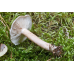 Мицелий Млечника блеклого / Млечник вялый ( Lactarius vietus)